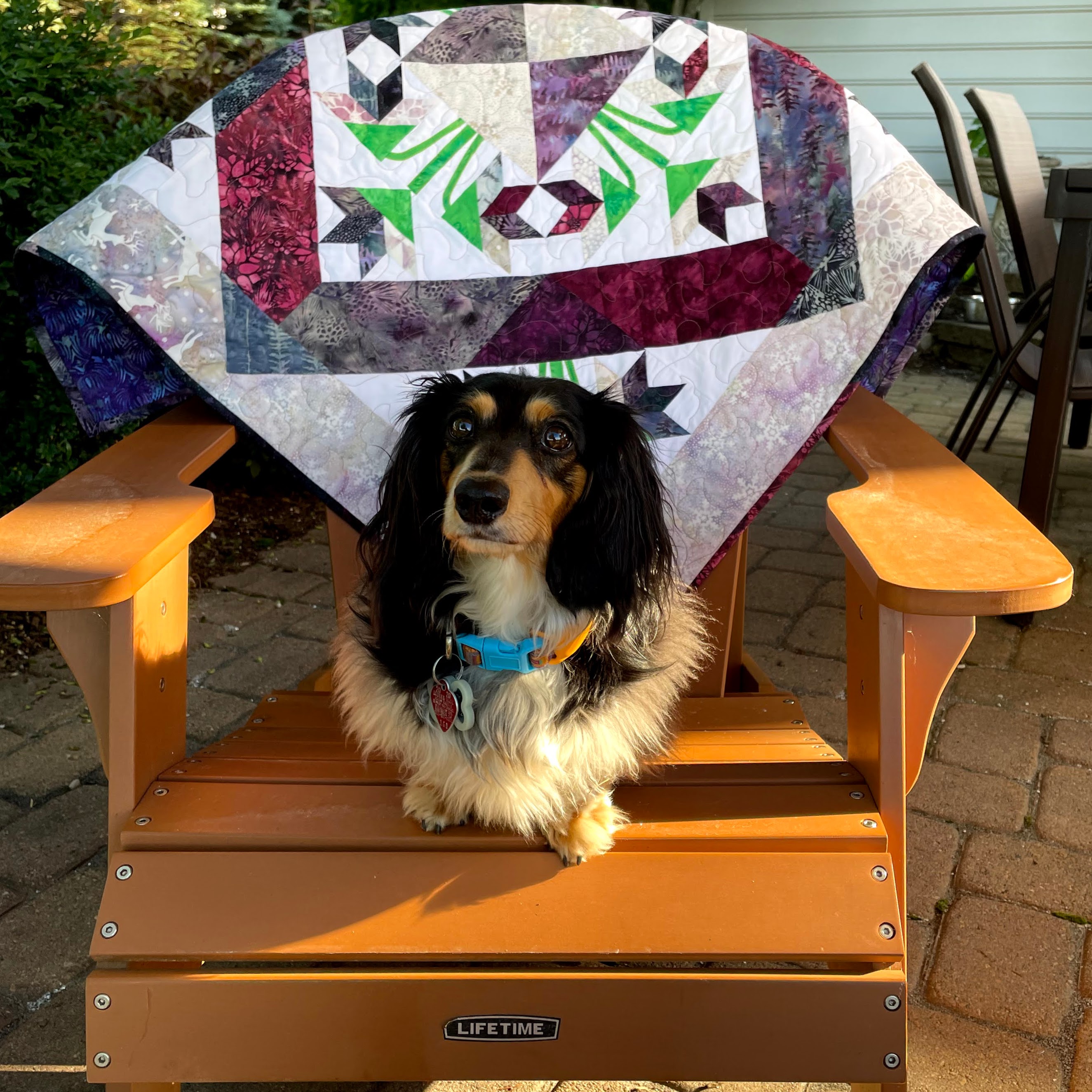 Oscar poses with Plum Posies Quilt